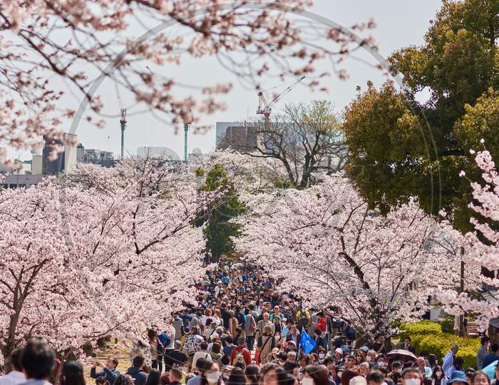 People Walking Under Blooming Cherry Blossom Trees During The Sakura Season In Himeji Castle Park In Himeji, Japan