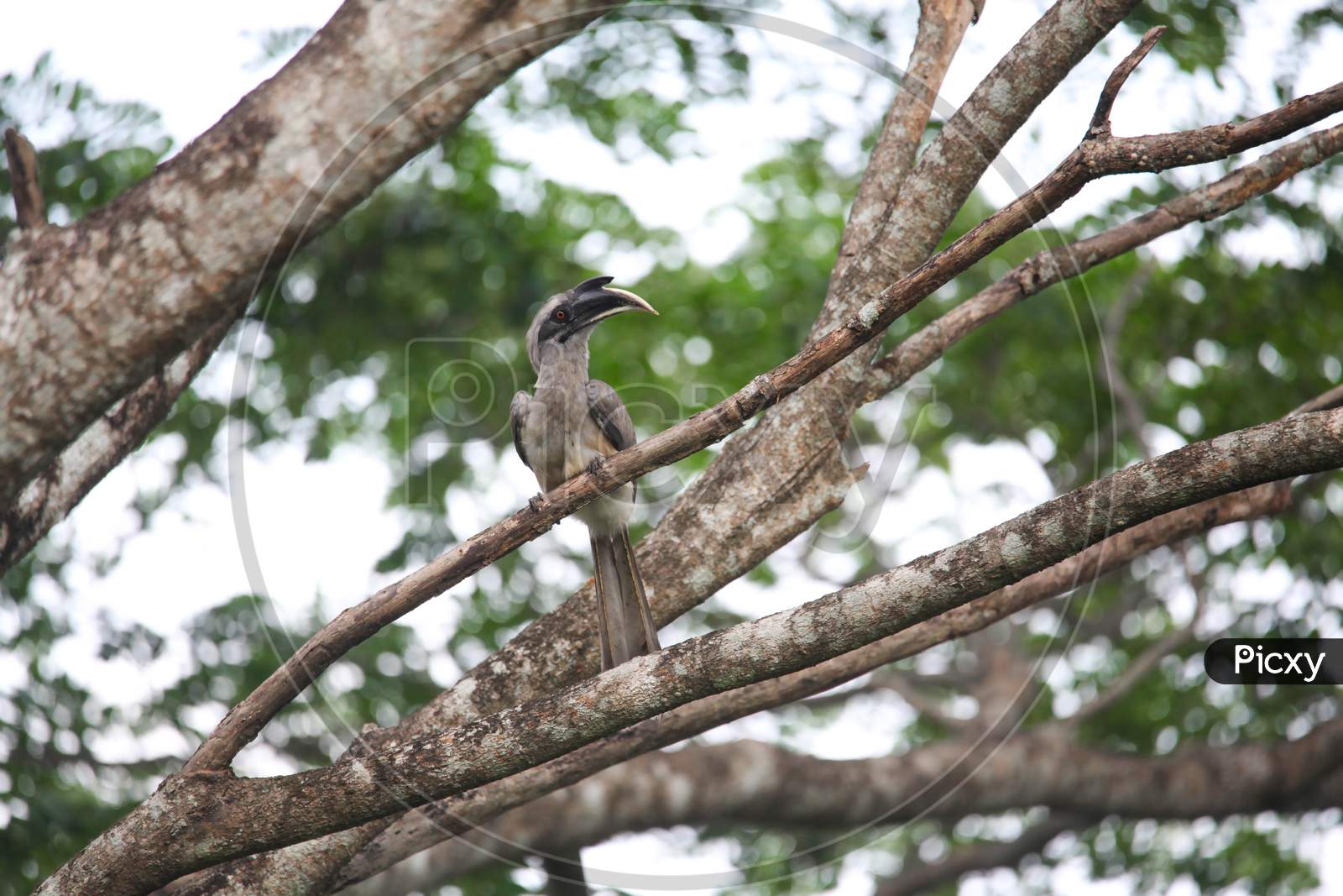 Gray hornbill