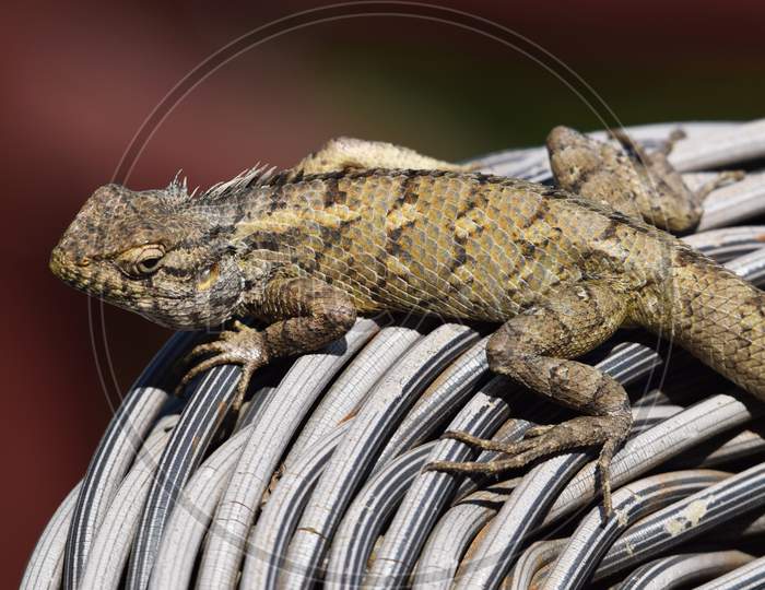 Close Up Of Brown Colored Indian Chameleon Crawling Walking On A Wooden Wicker Cane Chair