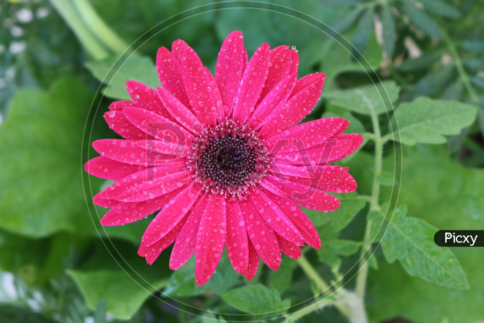 Gerbera magenta color flower