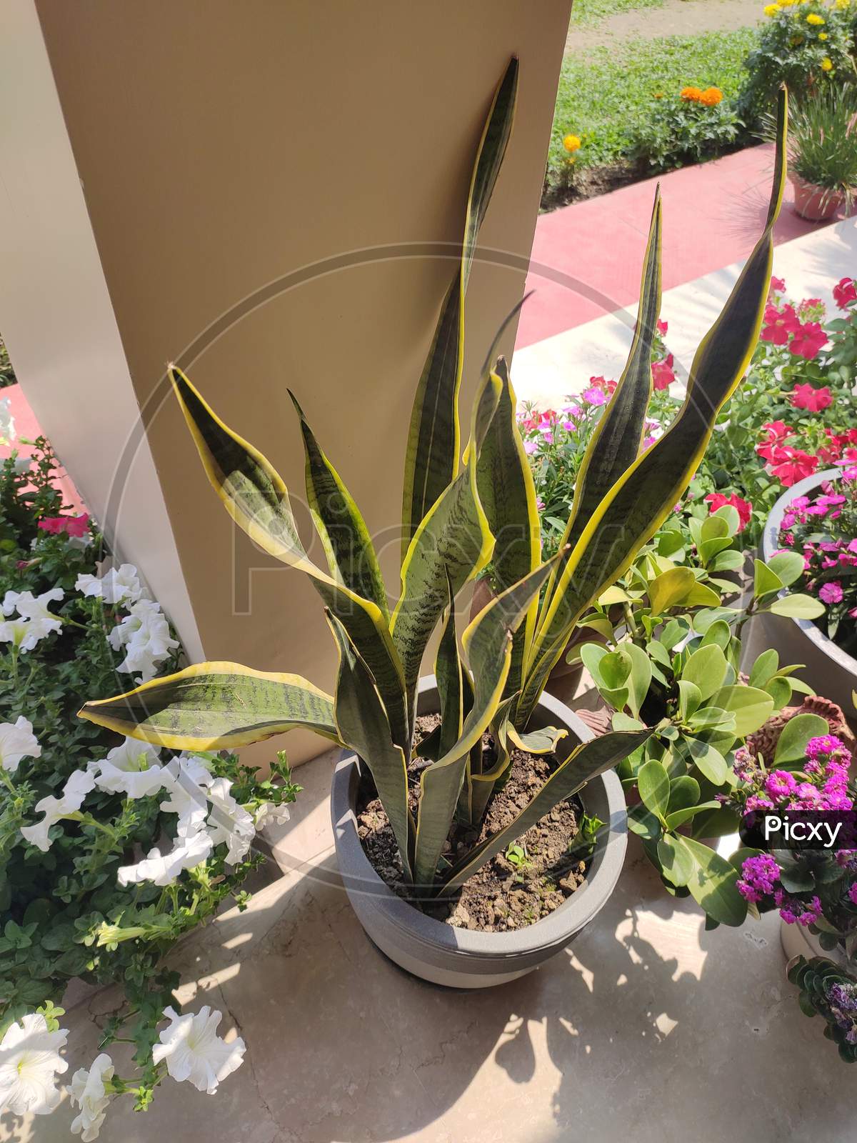 Succulent plant - Sansevieria trifasciata