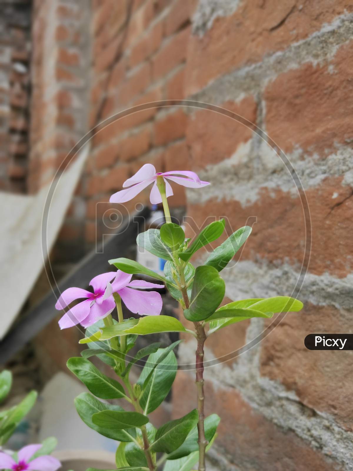 periwinkle plant with pink flowers, selective focus