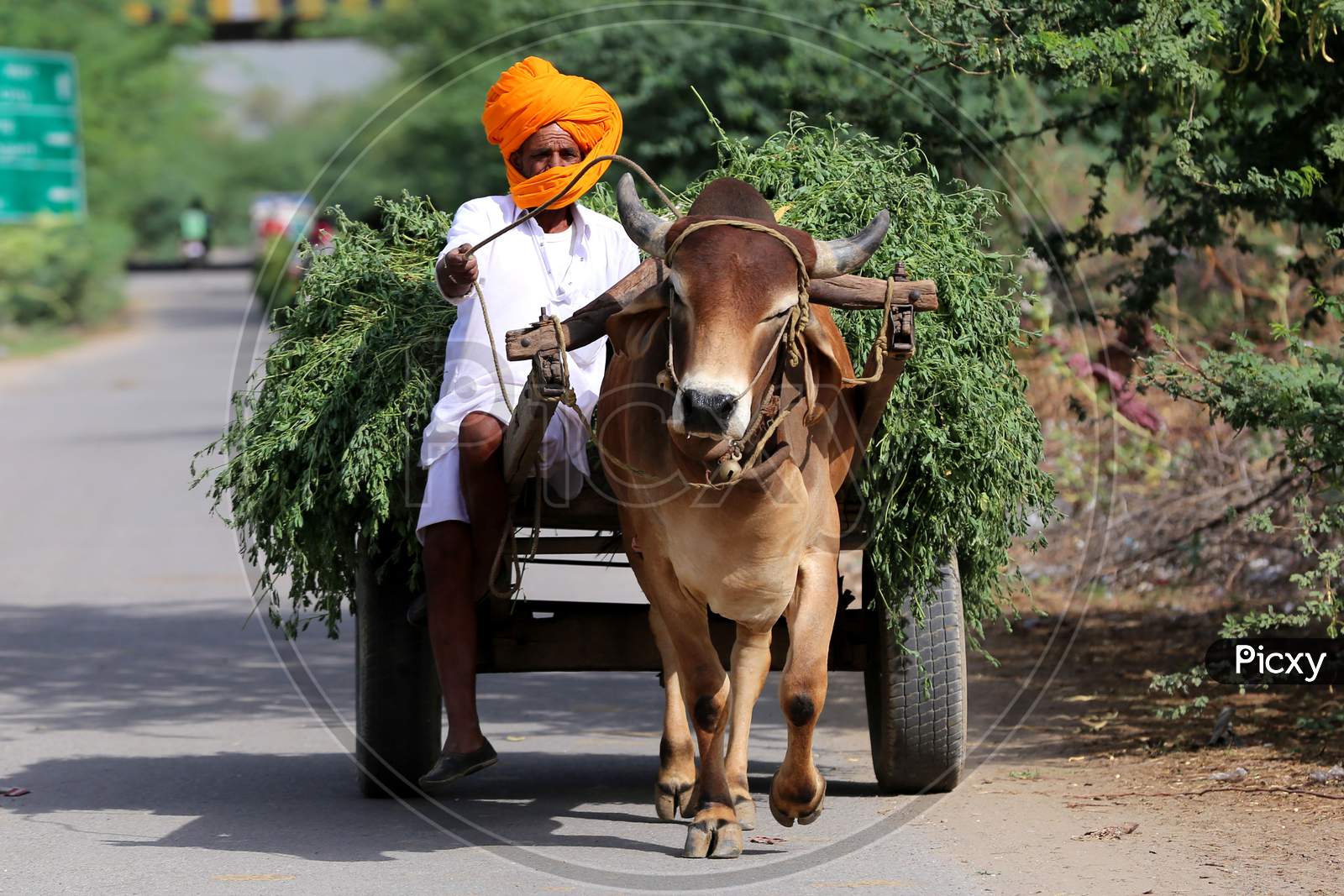 A man return from the fields with the produce on a bullock cart on the outskirts of Ajmer, Rajasthan, India on 09 May 2020.