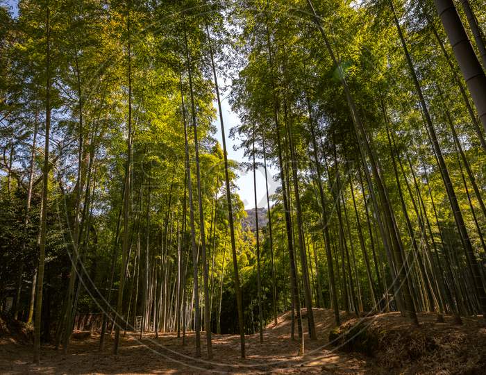 Scenic Arashiyama Bamboo Forest, Popular Tourist Destination In Kyoto, Japan
