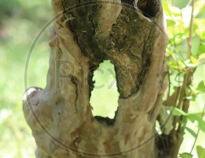 A tree having a hole