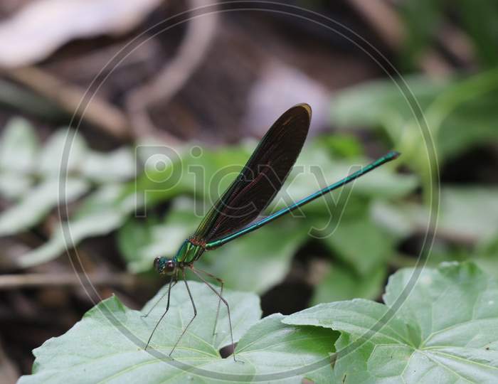 Damselfly Rarely Called As Odonata Perched On Leaf