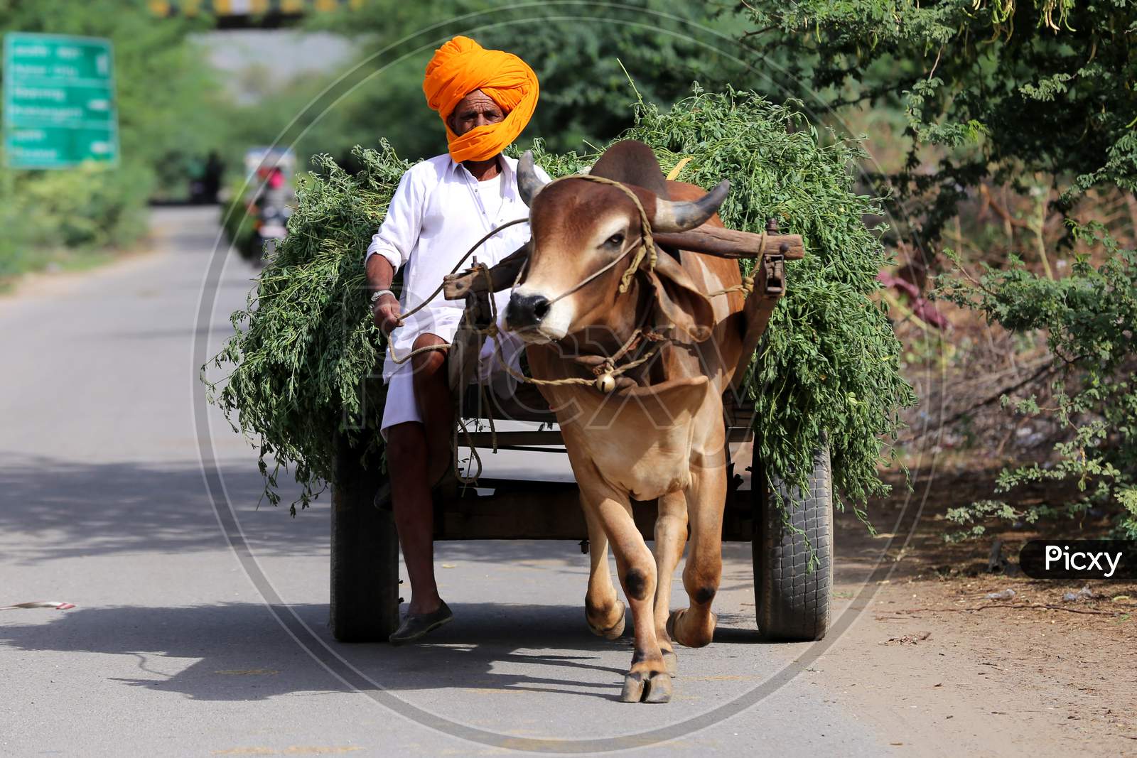 A man returns from the fields with the produce on a bullock cart on the outskirts of Ajmer, Rajasthan, India on 09 May 2020.
