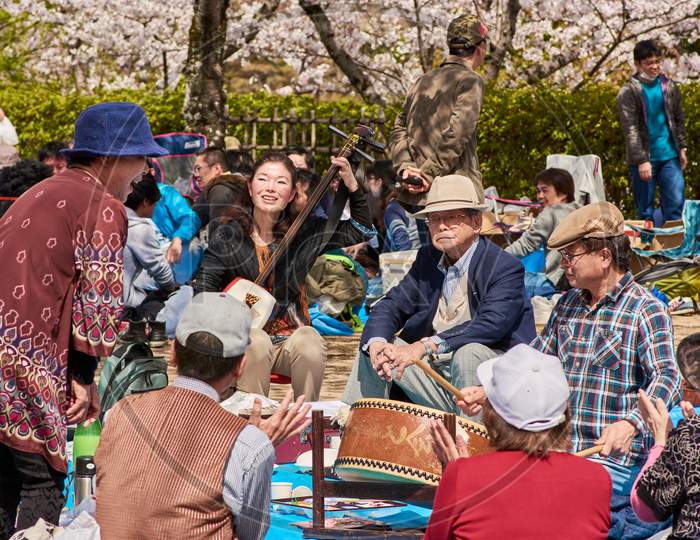 People Picnicking And Singing Under Blooming Cherry Blossom Trees During The Sakura Season In Himeji Castle Park In Himeji, Japan