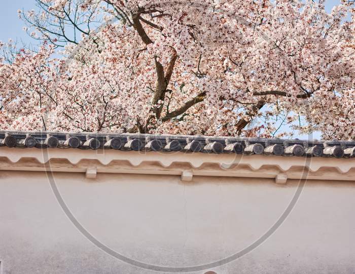 Himeji Castle Wall With Cherry Blossoms During The Sakura Season In Himeji, Hyogo Prefecture, Japan