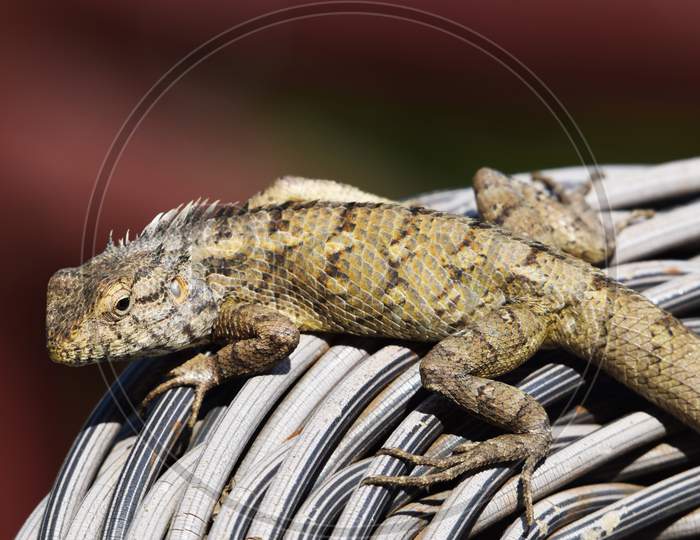 Indian Chameleon Crawling Walking On A Wooden Wicker Cane Chair
