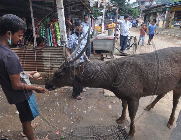 A Person Gives Food To A Sambar Deer Who Is Roaming Freely In A Residential Area Of Krishna Nagar During Nationwide Lockdown Amidst Coronavirus Or COVID-19 Pandemic  In Guwahati On May 11, 2020.