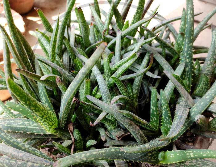 Succulent plant - Gasteria pulchra