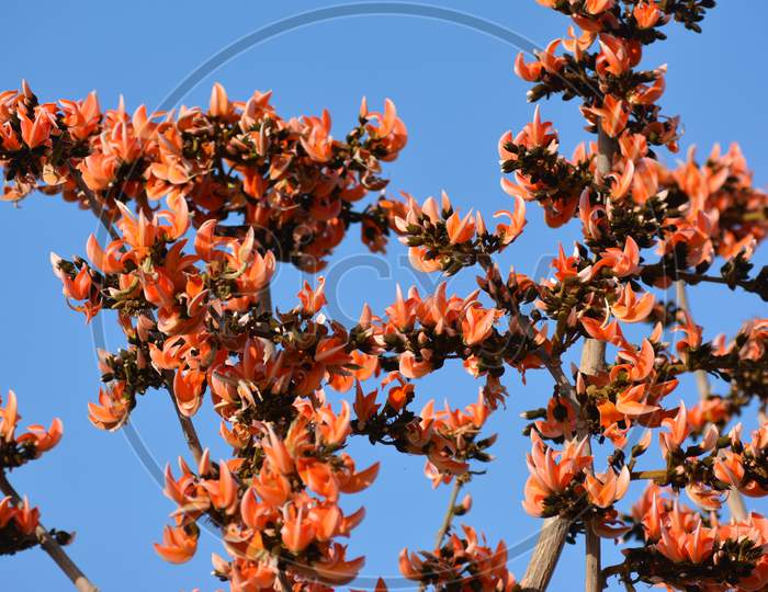 Butea Monosperma or Palash Flower