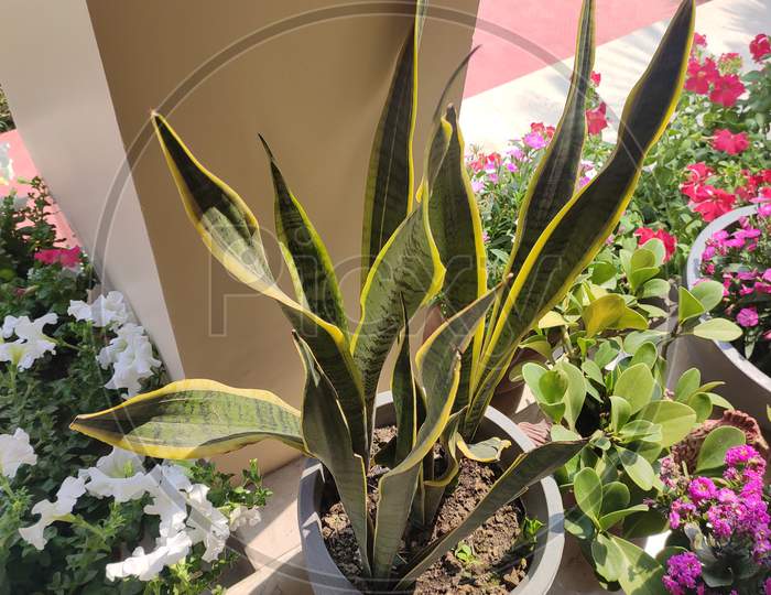 Succulent plant - Sansevieria trifasciata