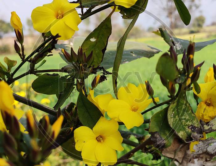 View of yellow flowers with green leaves