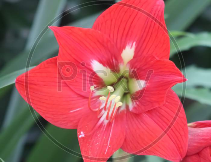 A nice single red flower