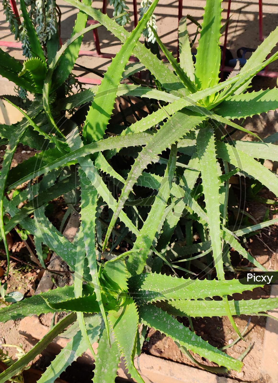 Succulent plant - Aloe vera