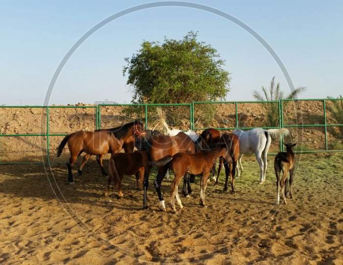 Group of farm horses