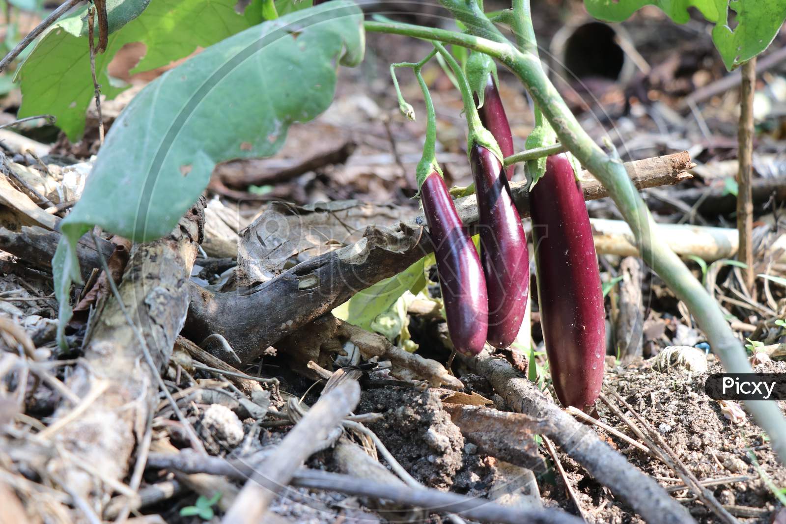 Purple Brinjal In Groups Which Is Healthy And Freshly Grown In Backyard Garden