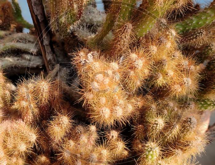 Succulent plant - Peanut cactus
