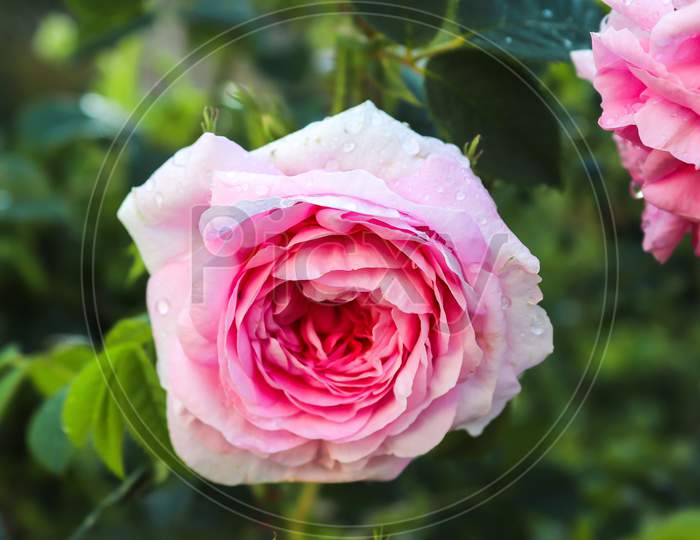 Beautiful colored valentines day rose blossom in a close up view