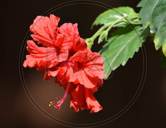 Side View Of Red Hibiscus Rosa Sinensis, Chinese Hibiscus, Carnation Hibiscus Rosa, Hanging On Plant In Summer Bright Sun