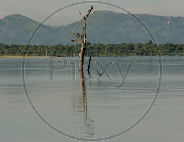 Lake In The Udawalawe National Park On Sri Lanka.