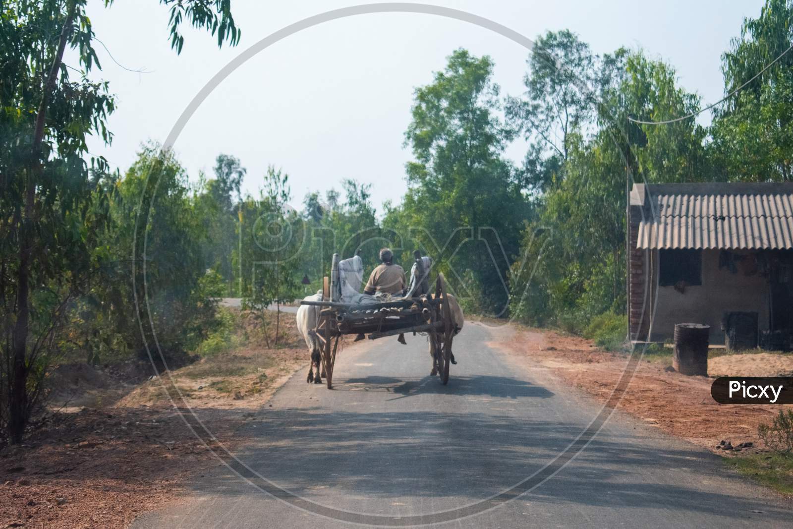 Image Of A Bullock Cart Moving In A Road Captured From Behind.