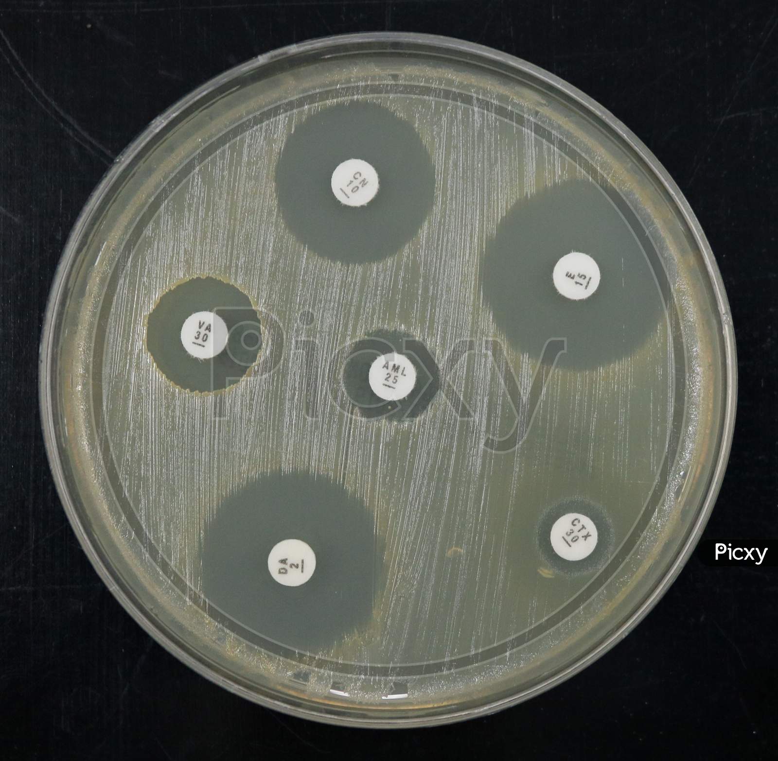 Image of Kirby Bauer method of Antibiotic sensitivity test-QJ346828-Picxy