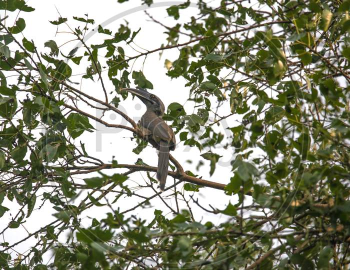 Gray hornbill