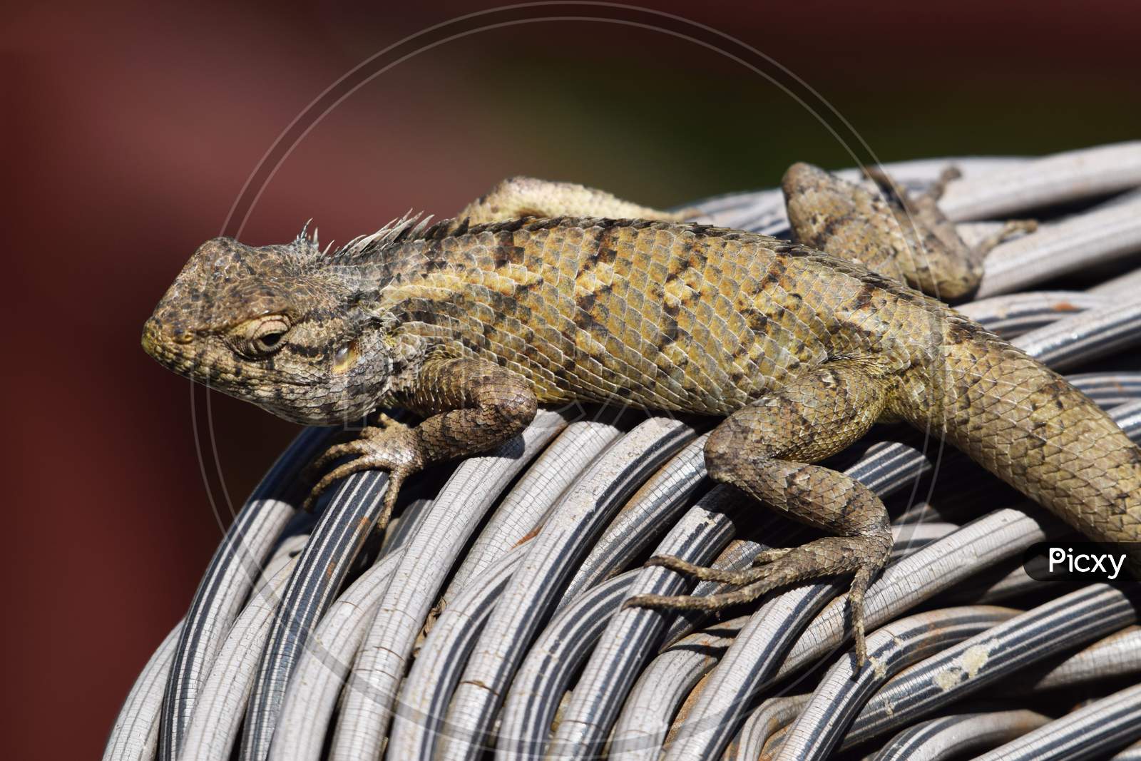 Close Up Of Brown Colored Indian Chameleon Crawling Walking On A Wooden Wicker Cane Chair