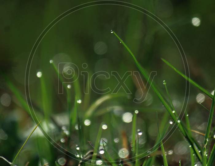 May 2020, Bangalore, Karnataka. Dew drops on grass.