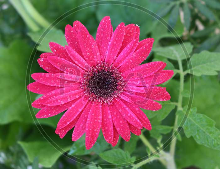 Gerbera magenta color flower