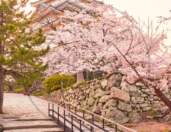 Wakayama Castle During Cherry-Blossom Sakura Season In Wakayama, Japan
