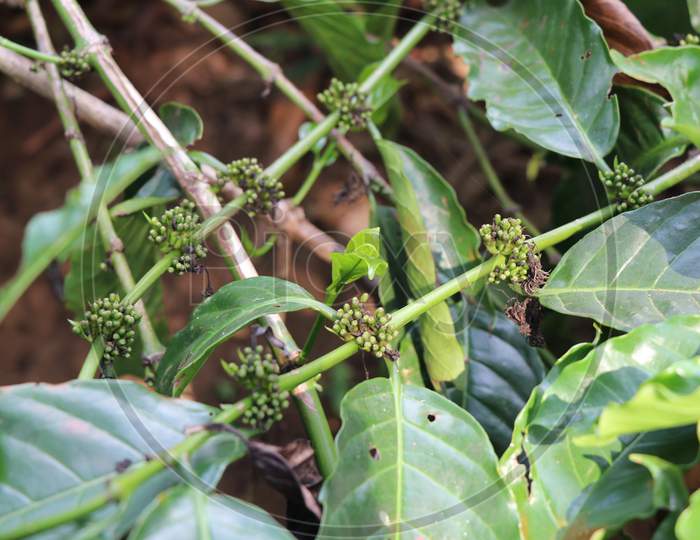 Robusta Coffee Bean Which Is In Budding Stage