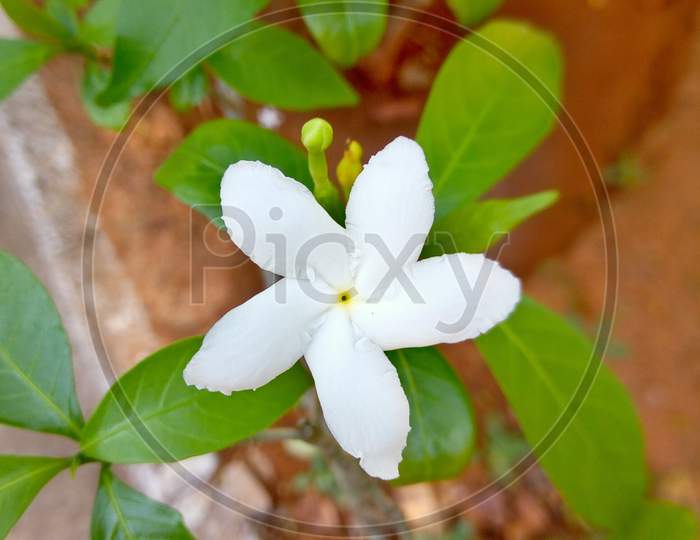 White Flower on the Leaf