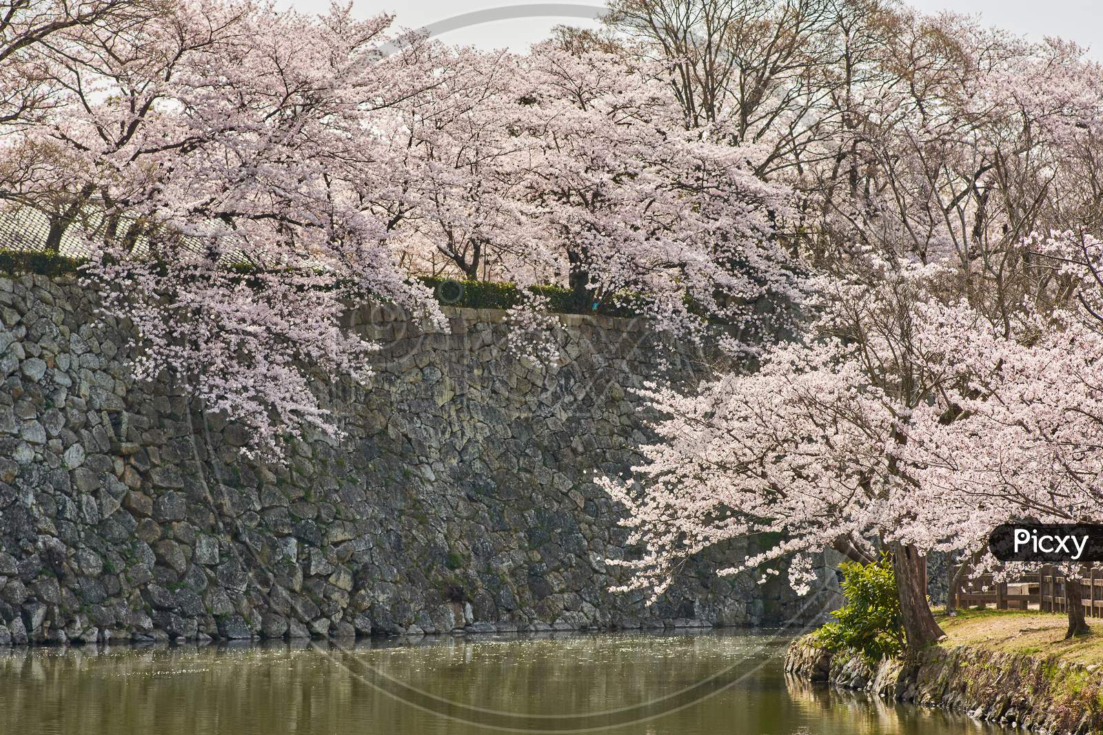 Himeji Castle Stone Walls And Water Moat During The Cherry Blossom Sakura Season In Himeji, Hyogo Prefecture, Japan