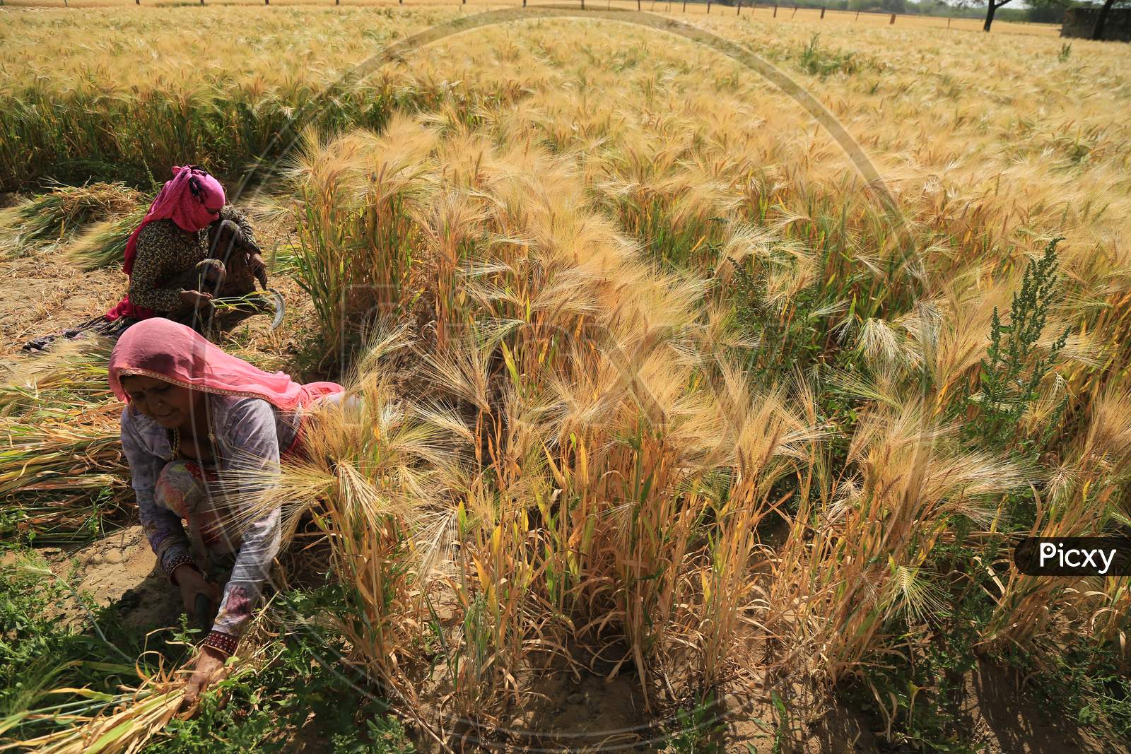 Farmer Harvests Wheat Crop In The Outskirts Village Of Ajmer Rajasthan, India On 24 March 2019.
