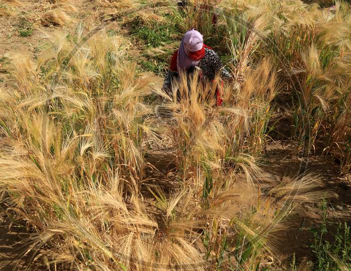Farmer Harvests Wheat Crop In The Outskirts Village Of Ajmer Rajasthan, India On 24 March 2019.