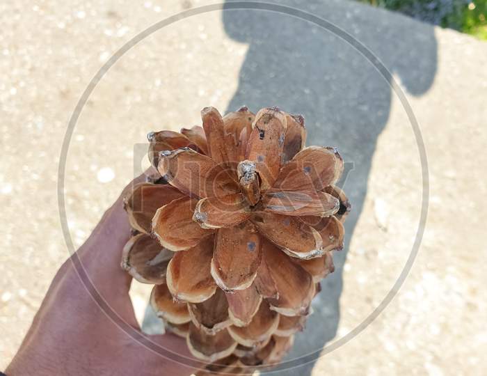 closeup of amazing pinus wallichiana cone, pine cone held in hand with beautiful background in hilly area of Himachal pradesh, India