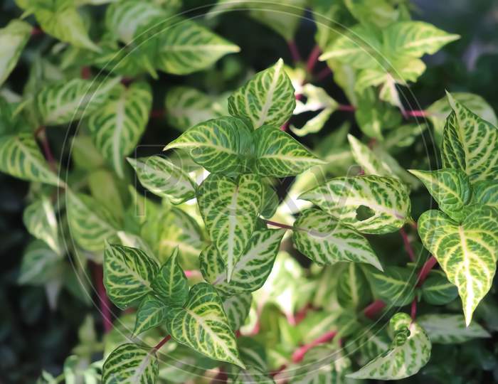 A lovely green plant with green leaves