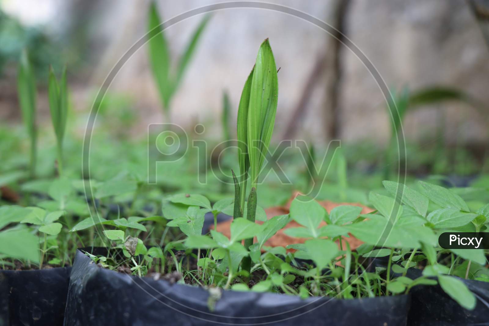 Small Budding Arecanut Plant Which Is Grown In Plastic Bag