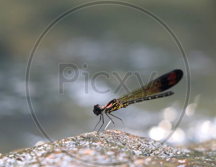 Closeup Of Damselfly Also Grouped As Zygoptera Perching On Wet River Stones