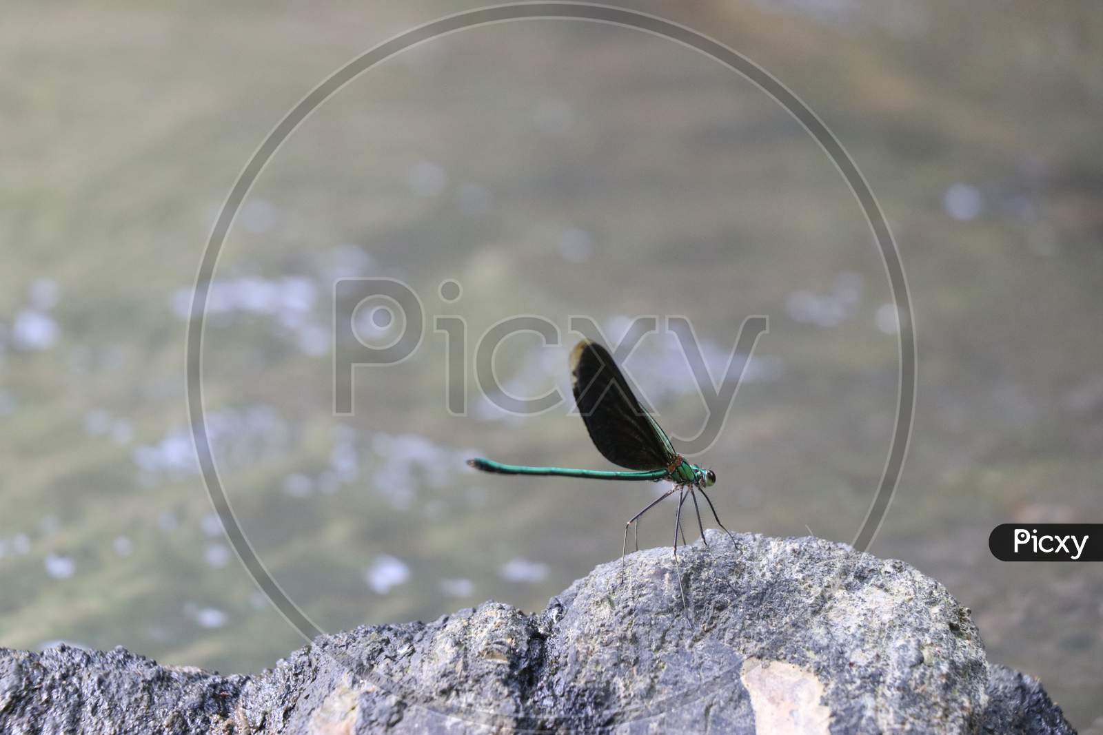 Damselfly Which Is Colorful Perched On River Stone Enjoying Sunlight