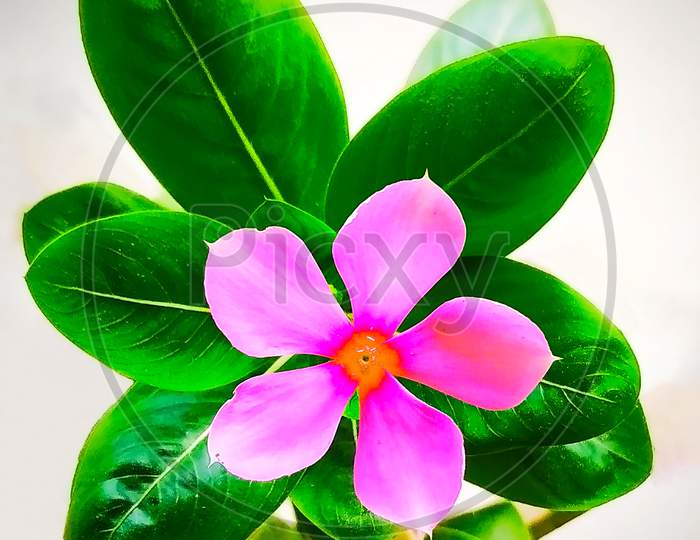The Beautiful Pink Flower with green leafs - Nayantara Flower