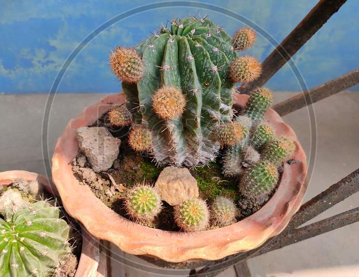 Succulent plant - golden barrel cactus