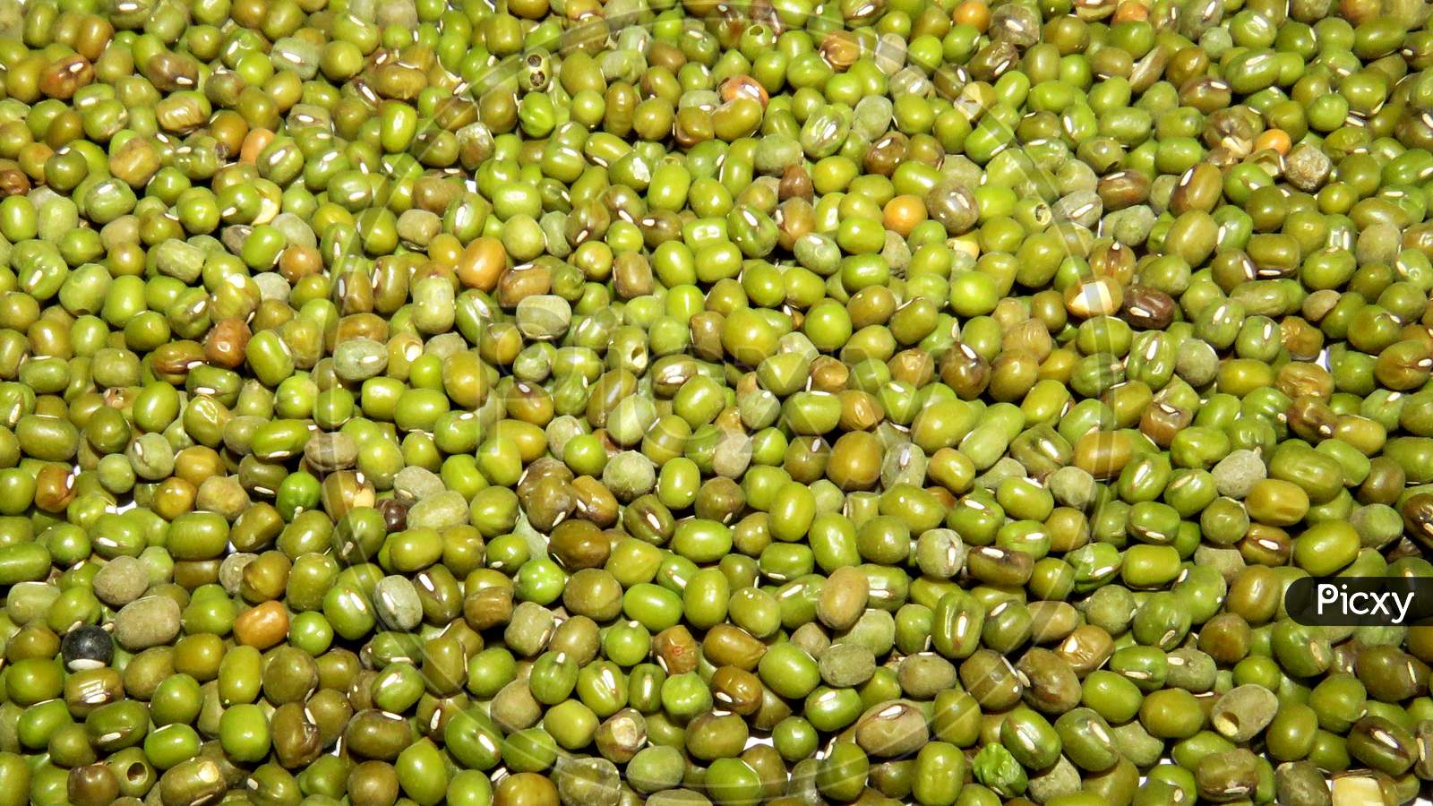 Close up of Mung Beans, Isolated Mung Beans,