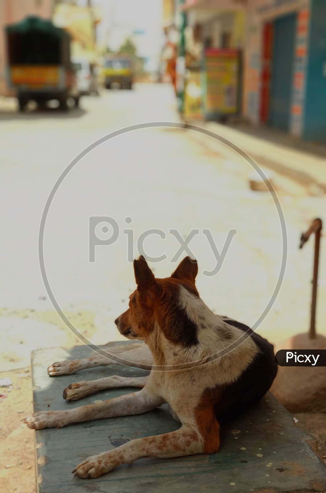 May 2020, Bangalore, Karnataka. A street dog taking rest during the lock down due to corona.