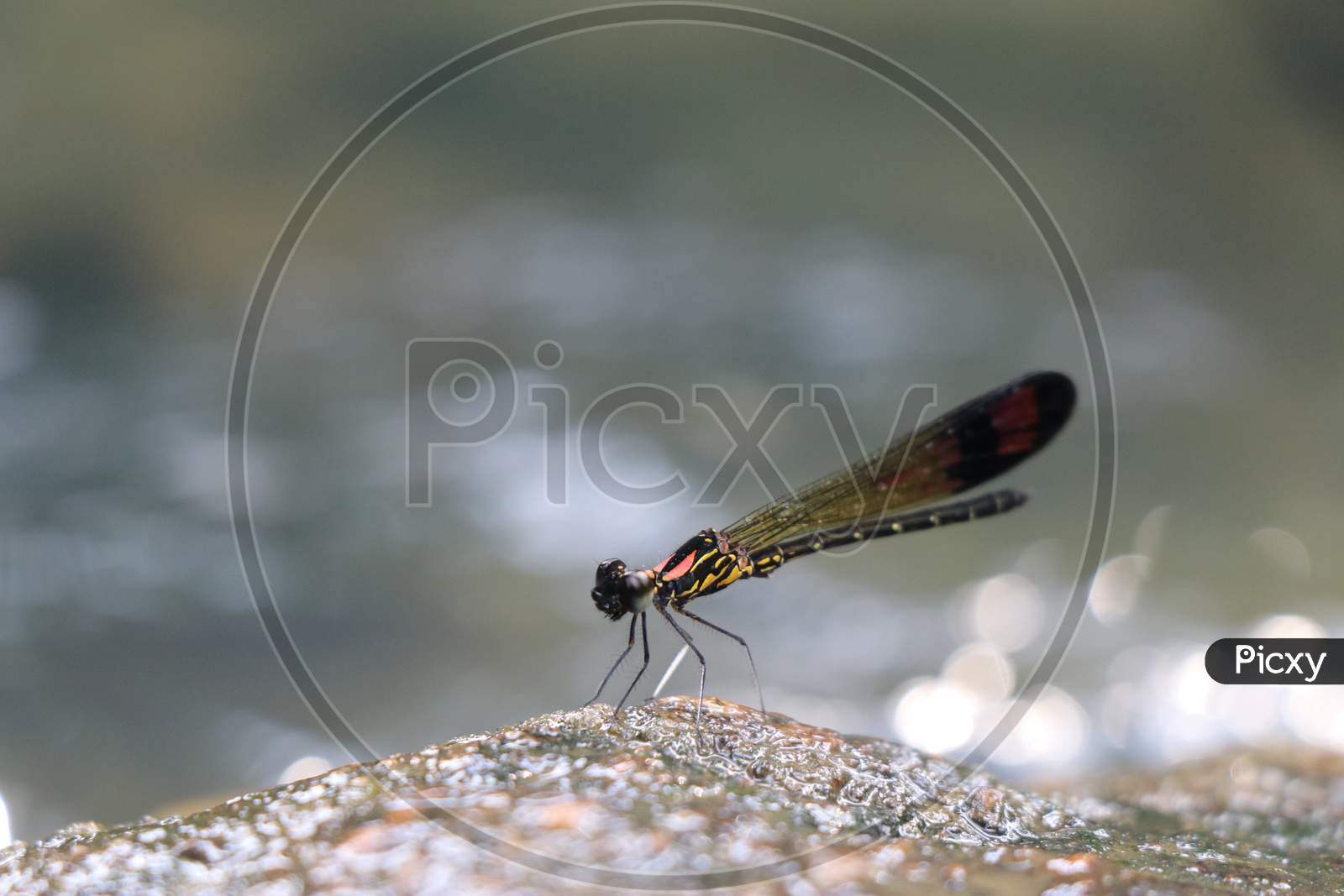 Closeup Of Damselfly Also Grouped As Zygoptera Perching On Wet River Stones
