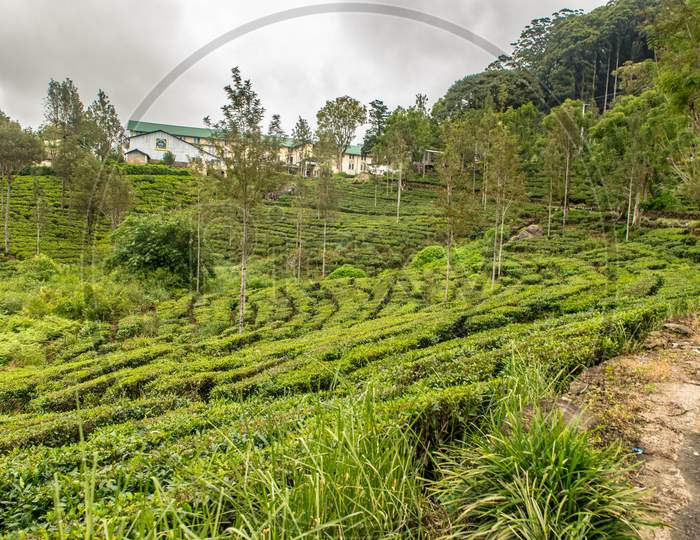 Haputale, Sri Lanka - November 23, 2019: Tea Factory In Tea Plantation Near Haputale. Sri Lanka.